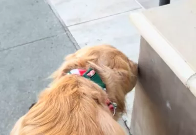 Minden nap megáll ugyanazon a sarkon a golden retriever: amit ott figyel, könnyeket fakaszt – Videó